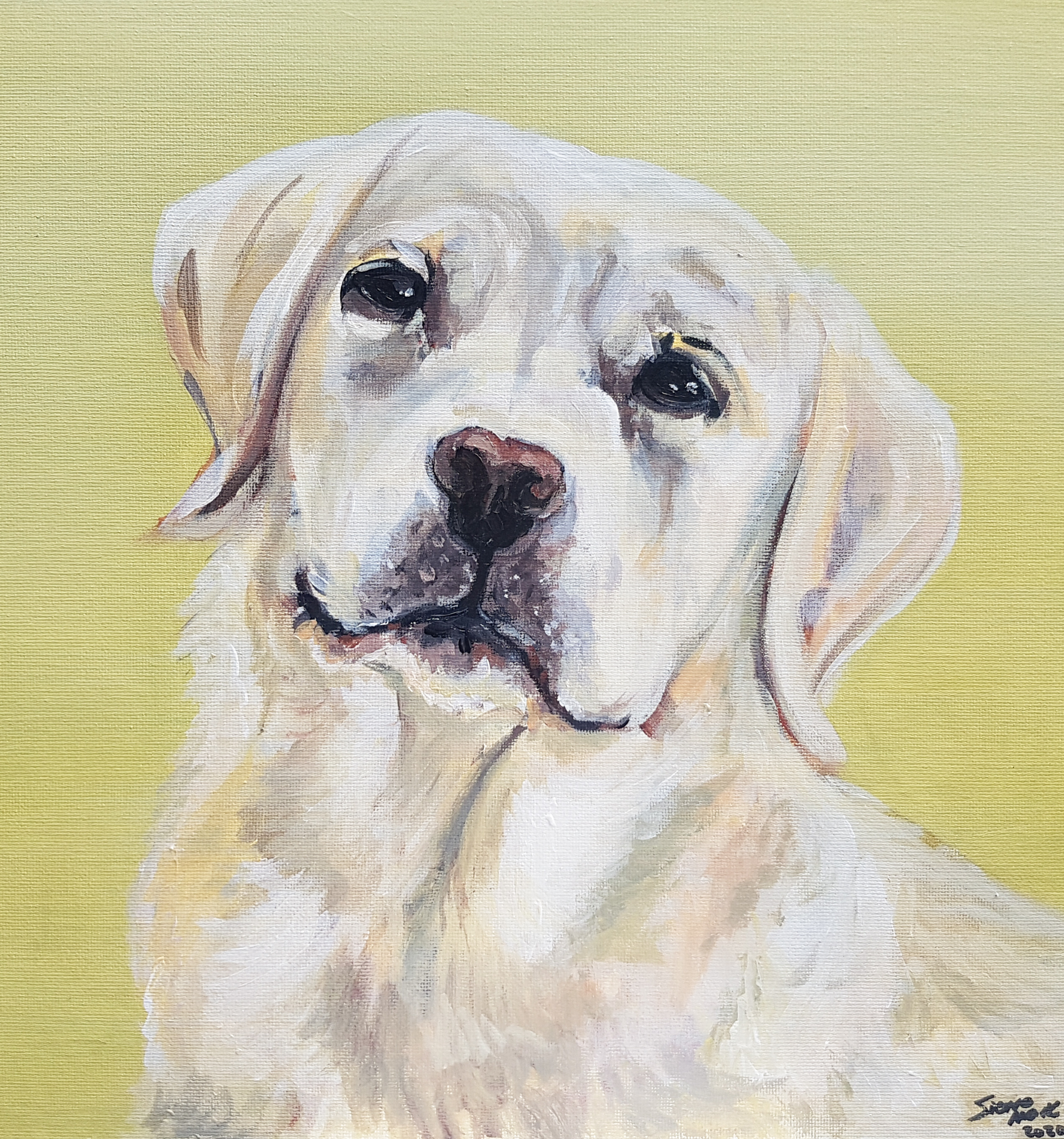 Golden Retriever Portrait